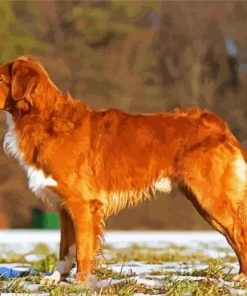 Toller Dog Paint By Number