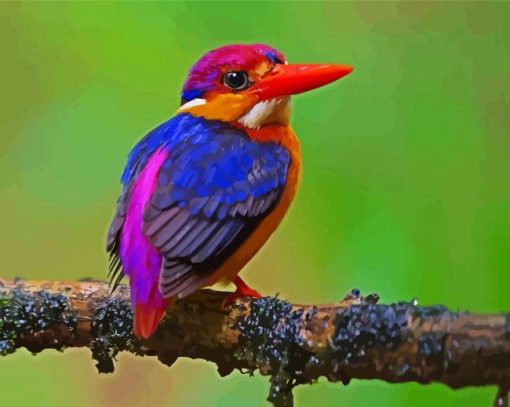 dwarf kingfisher paint by numbers