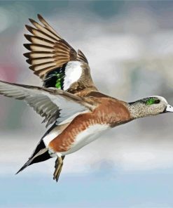 Flying Wigeon Bird Paint By Number