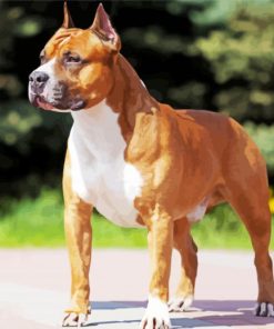 Golden American Staffordshire Terrier Dog Animal Paint By Number