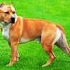 Golden American Staffordshire Terrier paint by numbers