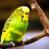 Green And Yellow Budgerigar Bird Paint By Number