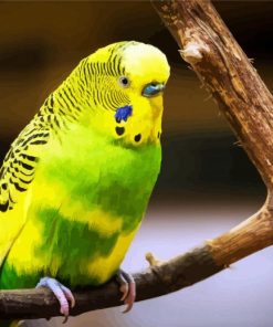 Green And Yellow Budgerigar Bird Paint By Number