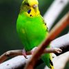 Green Budgerigar on a Branch paint by numbers