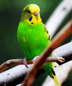 Green Budgerigar on a Branch paint by numbers