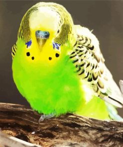 Green Budgerigar paint by numbers