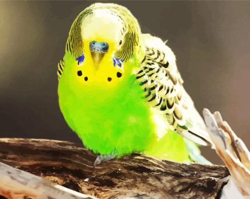 Green Budgerigar paint by numbers