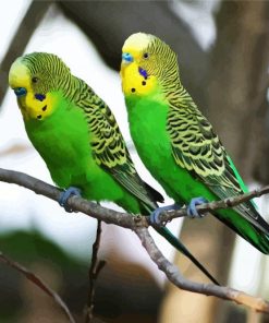 Green Budgerigars paint by numbers