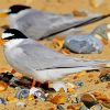 Grey Tern paint by numbers