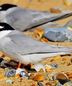 Grey Tern paint by numbers