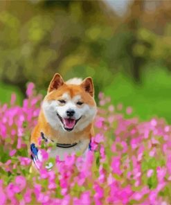 Happy Shiba Inu paint by numbers