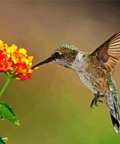 Hummingbird with Lantana paint by numbers