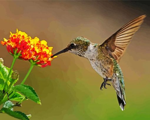 Hummingbird with Lantana paint by numbers