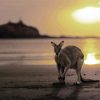 kangaroo in Queensland Beach at Sunset paint by numbers