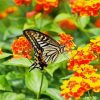 Lantana and Butterfly paint by numbers