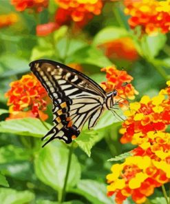 Lantana and Butterfly paint by numbers