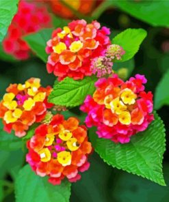 Lantana Flowers paint by numbers