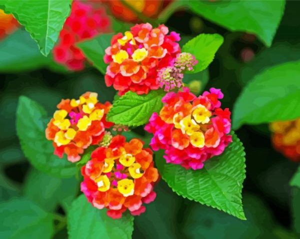 Lantana Flowers paint by numbers