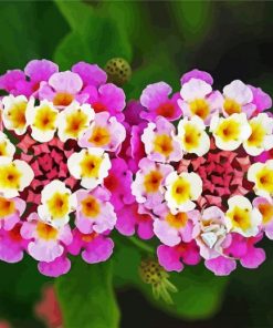 Lantanas Flowers paint by numbers