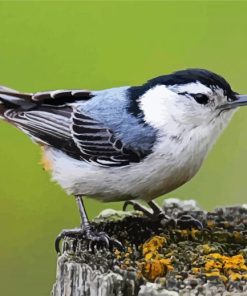 Lonely Nuthatch paint by numbers