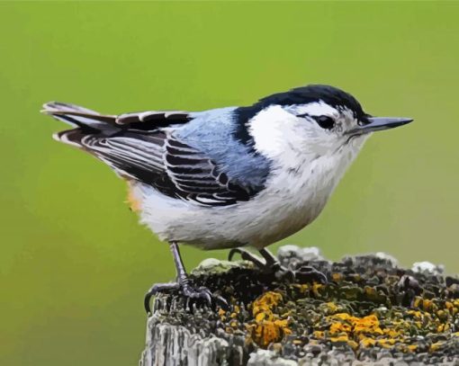 Lonely Nuthatch paint by numbers