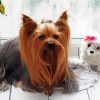 Long Hair Yorkshire Terrier and Dog Doll paint by numbers