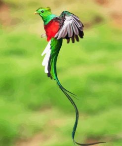 Long Tail Quetzal Flying Paint By Number