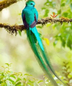 Long Tailed Quetzal Paint By Number