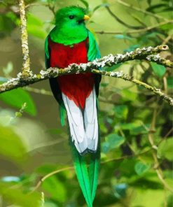 Long Tailed Colorful Quetzal Paint By Number