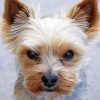 Mad Yorkie paint by numbers