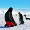 Man And Penguins In Antarctica Paint By Number