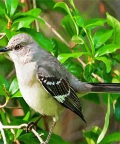 Mockingbird Bird paint by numbers