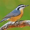 Nuthatch Bird Animal paint by numbers