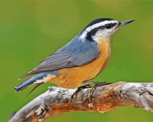 Nuthatch Bird Animal paint by numbers