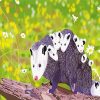 Opossum Family paint by numbers