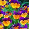 Orange and Purple Pansies paint by numbers