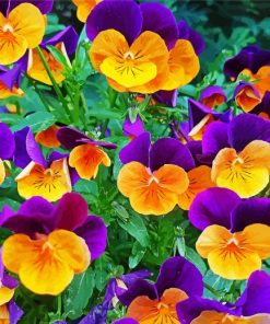 Orange and Purple Pansies paint by numbers