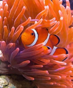 Orange Anemones Clown Fish Paint By Number