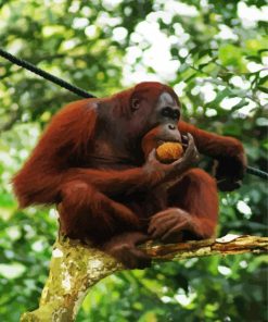 Orangutan Monkey on a Tree paint by numbers