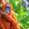 Orangutan Monkey Animal paint by numbers