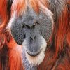 Orangutan Monkey paint by numbers