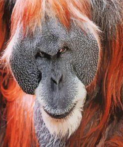 Orangutan Monkey paint by numbers