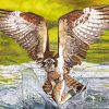 Osprey Bird Hunting paint by numbers