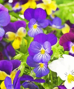 Pansy Flower Paint By Number