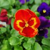 Pansy Paint By Number
