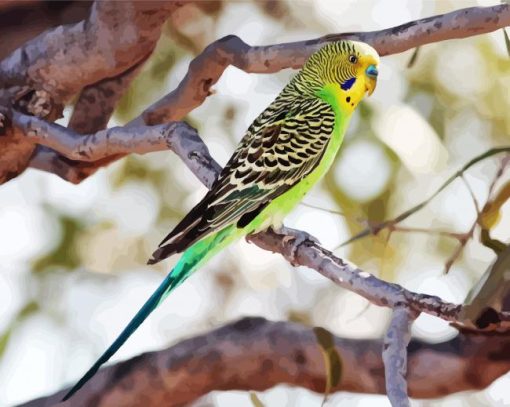 Parakeet Budgerigar paint by numbers