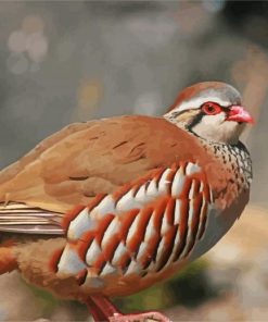 Red Partridge Bird Paint By Number