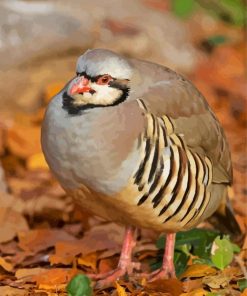 Partridge Bird paint by numbers