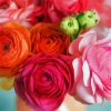 Pink And Orange Ranunculus Paint By Number