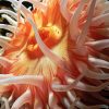 Pink Anemones paint by numbers